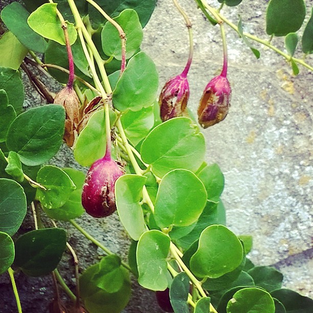 #Foodporn #cooking in tuscany with capers #capers in flower#good tastes of tuscany#tuscany#love#cooking#food