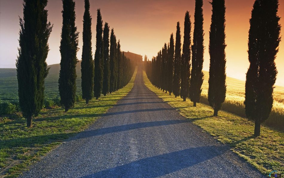 Seven Things You Didn’t Know about Tuscan Cypress