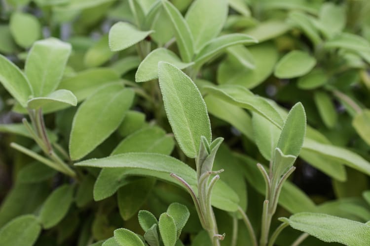 Seven Curiosities about Sage