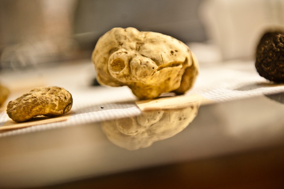 Tartufi: 6 Things to Know about the Truffles of Tuscany