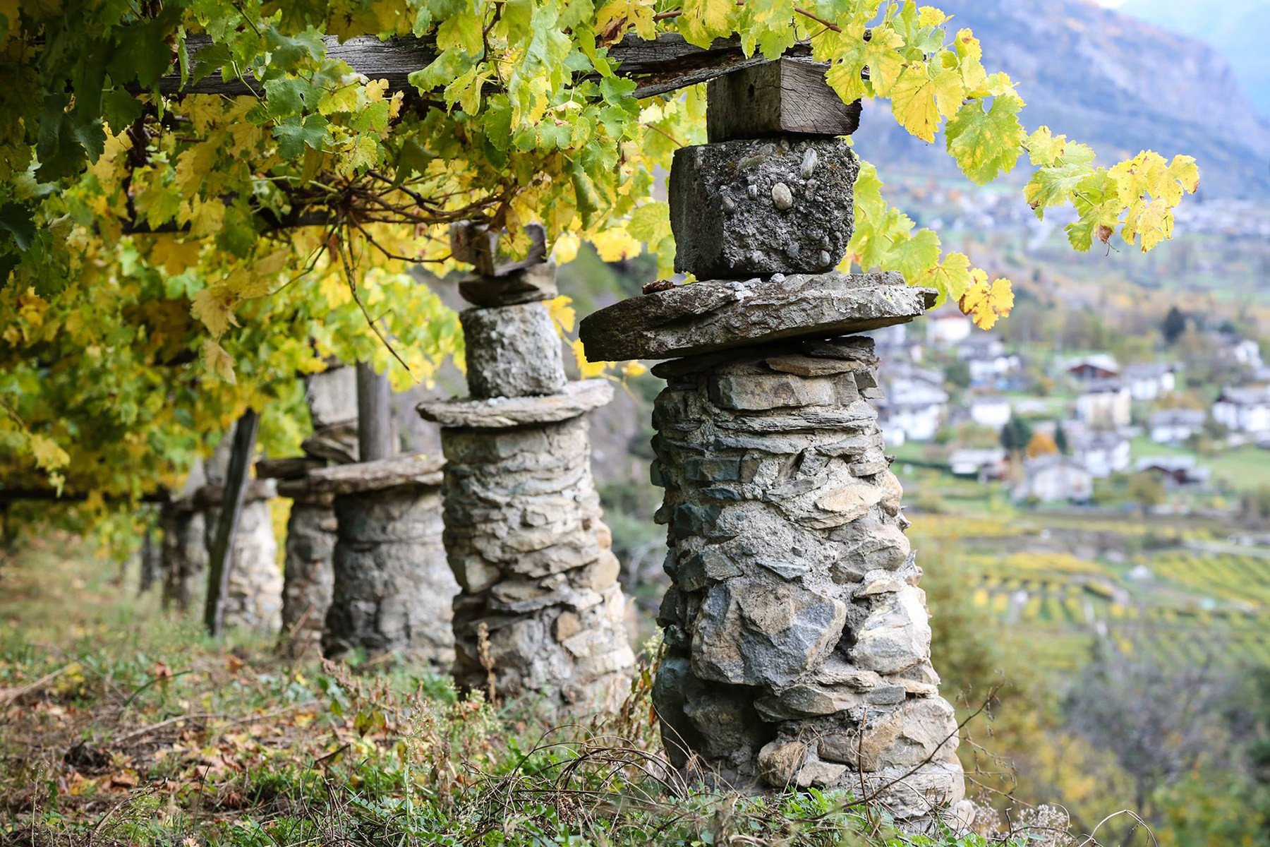 vigneti valdostani