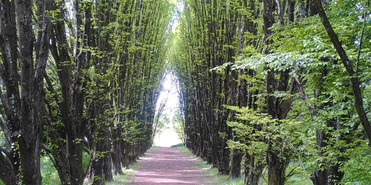 parco naturale del migliarino