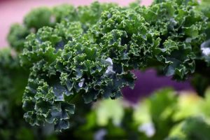 Cavolo Nero – Tuscan Kale