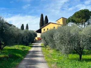 villa-pandolfini-olive-grove